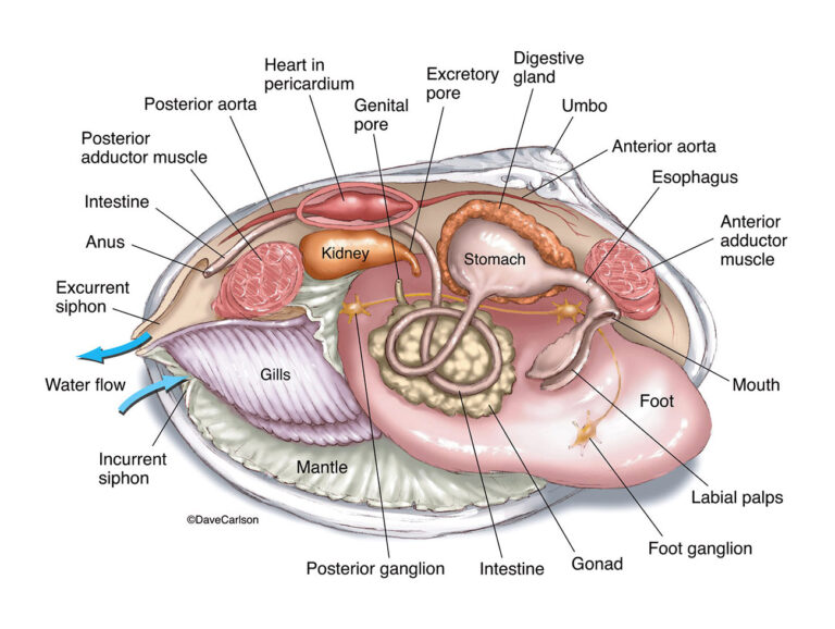 Clam labeled diagram