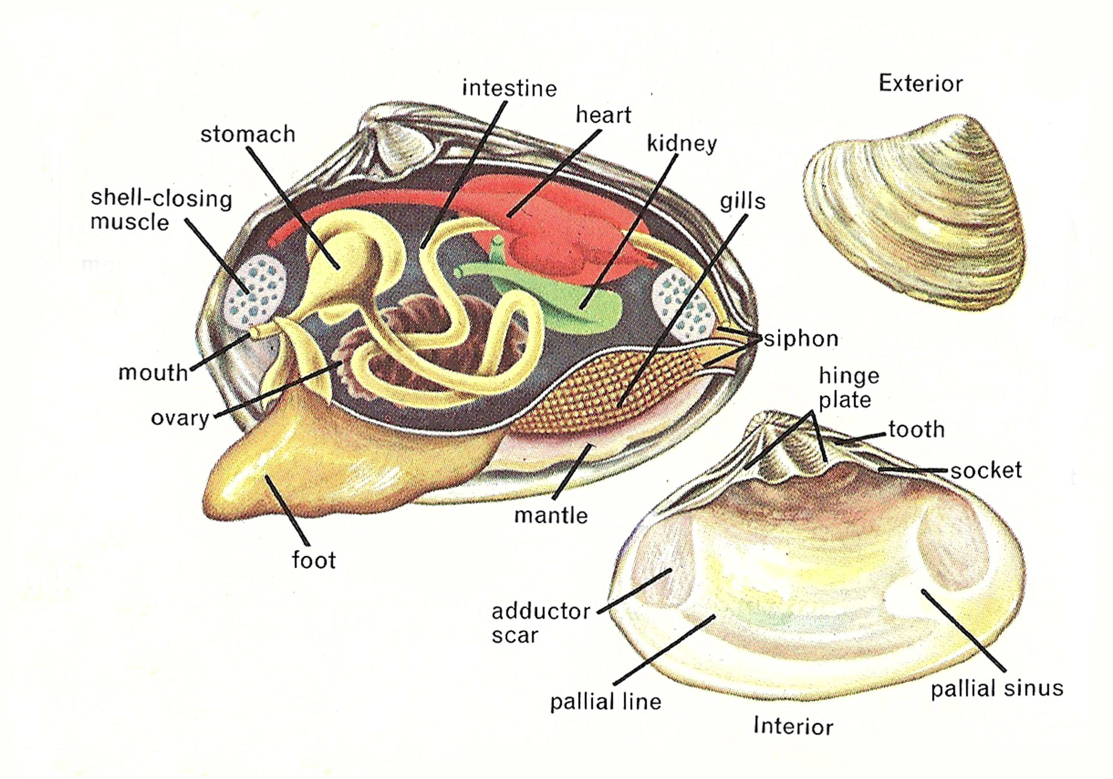 clam internal anatomy diagram