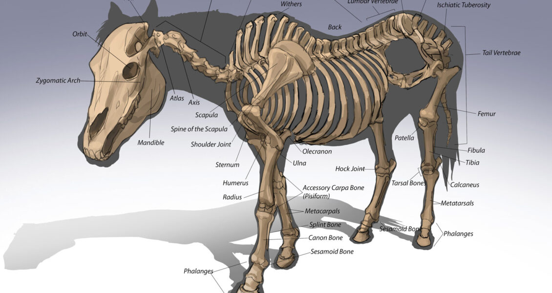 Horse Skeleton labeled diagram