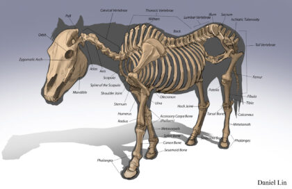 Horse Skeleton labeled diagram
