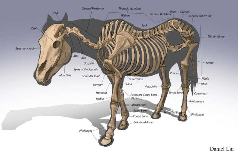 Horse Skeleton labeled diagram