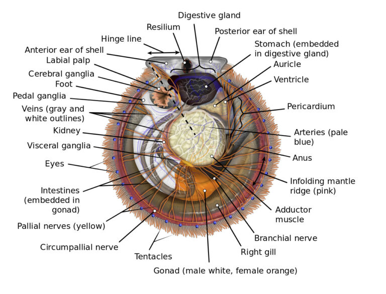 Scallop labeled diagram