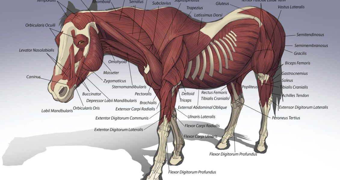 Horse Muscles labeled diagram