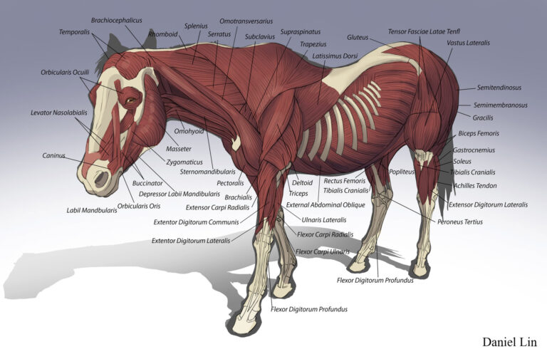 Horse Muscles labeled diagram