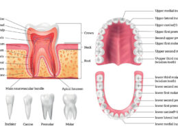 teeth diagram labeled