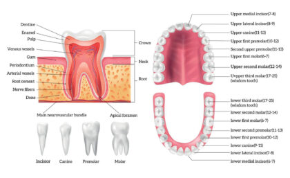 teeth diagram labeled
