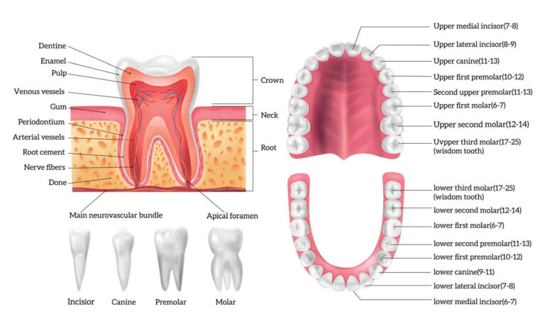 teeth diagram labeled