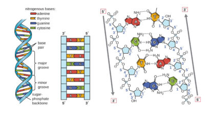 dna structure labeled diagram