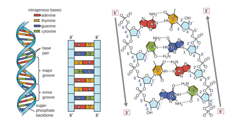 dna structure labeled diagram