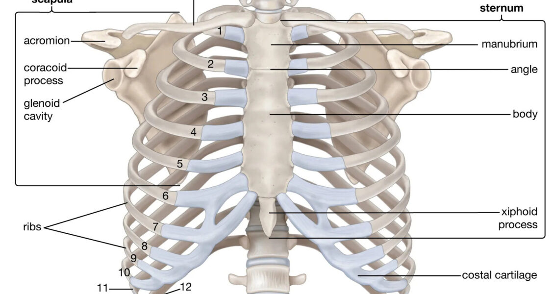 rib diagram labeled