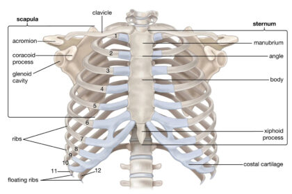 rib diagram labeled