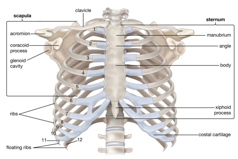 rib diagram labeled