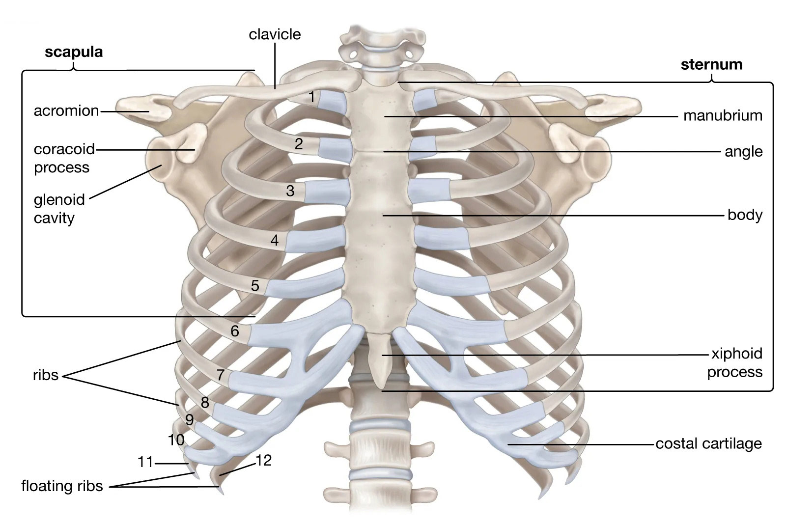 Rib Cage Labeled Diagram Anatomy And Structure Rib Cage Labeled Diagram Anatomy And Structure