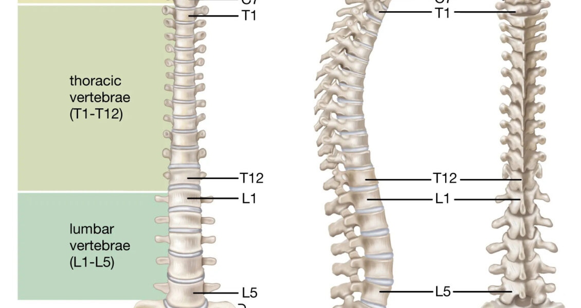 spine labeled diagram