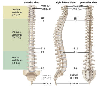 spine labeled diagram