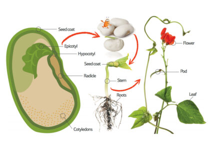 Bean labeled diagram