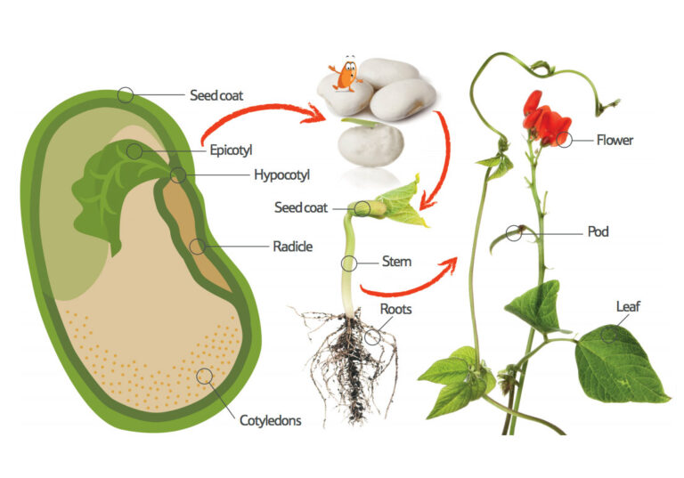 Bean labeled diagram