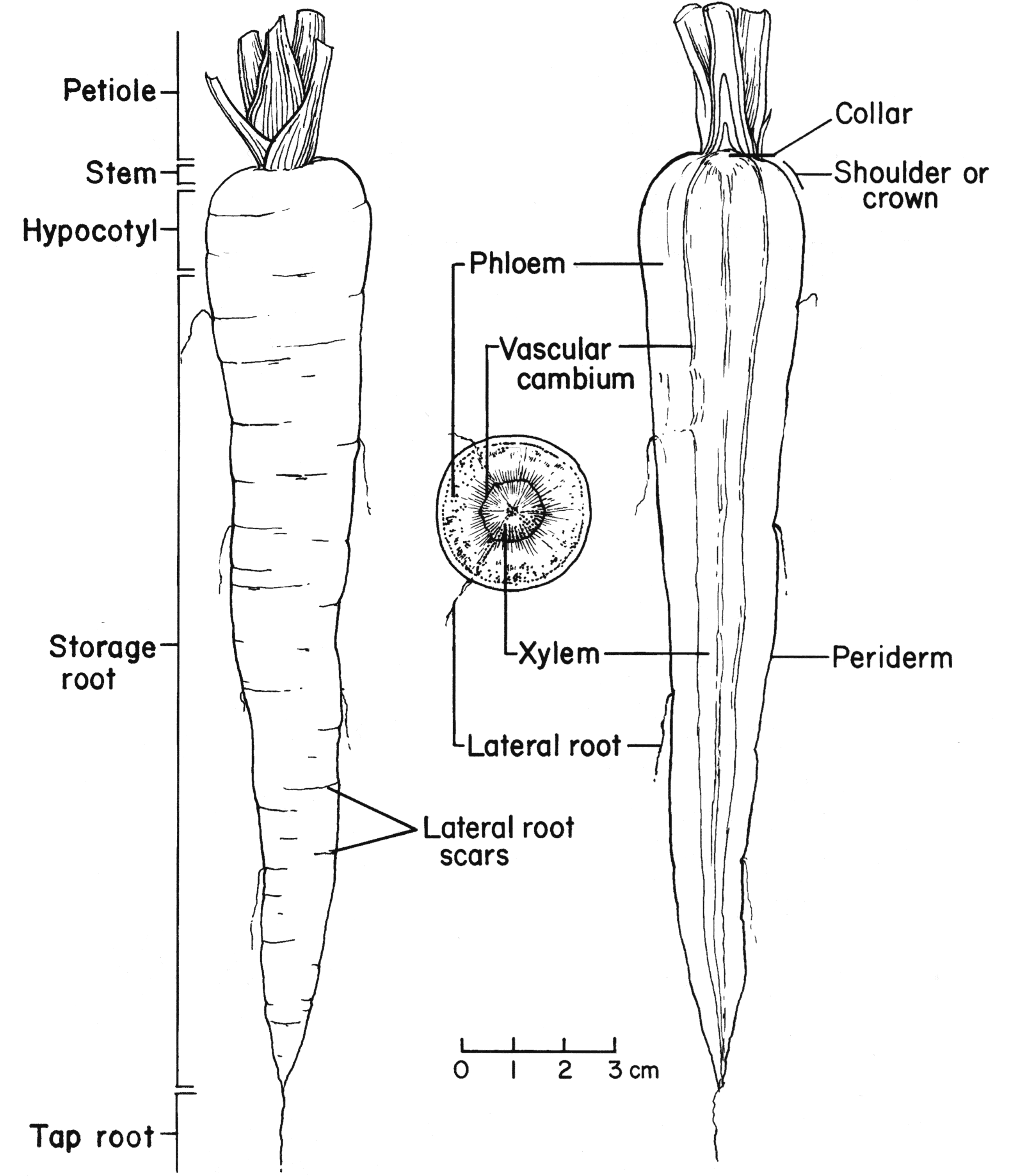Carrot labeled diagram