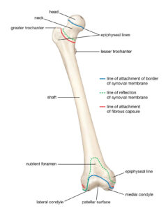 Femur labeled diagram