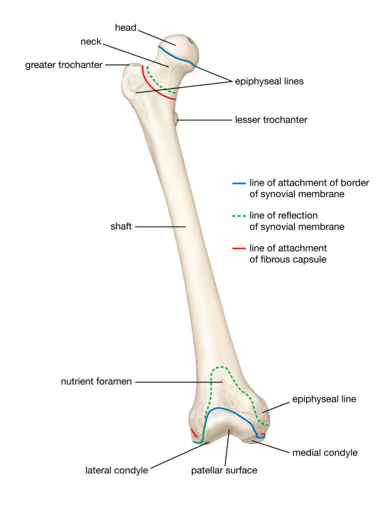 Femur labeled diagram
