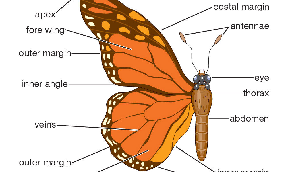 butterfly Labeled Diagram