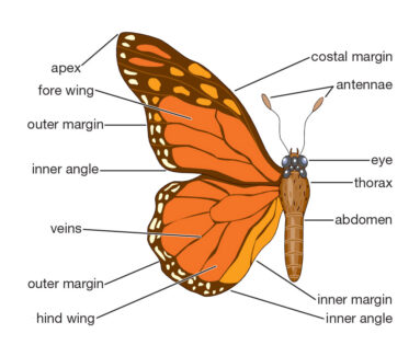 butterfly Labeled Diagram
