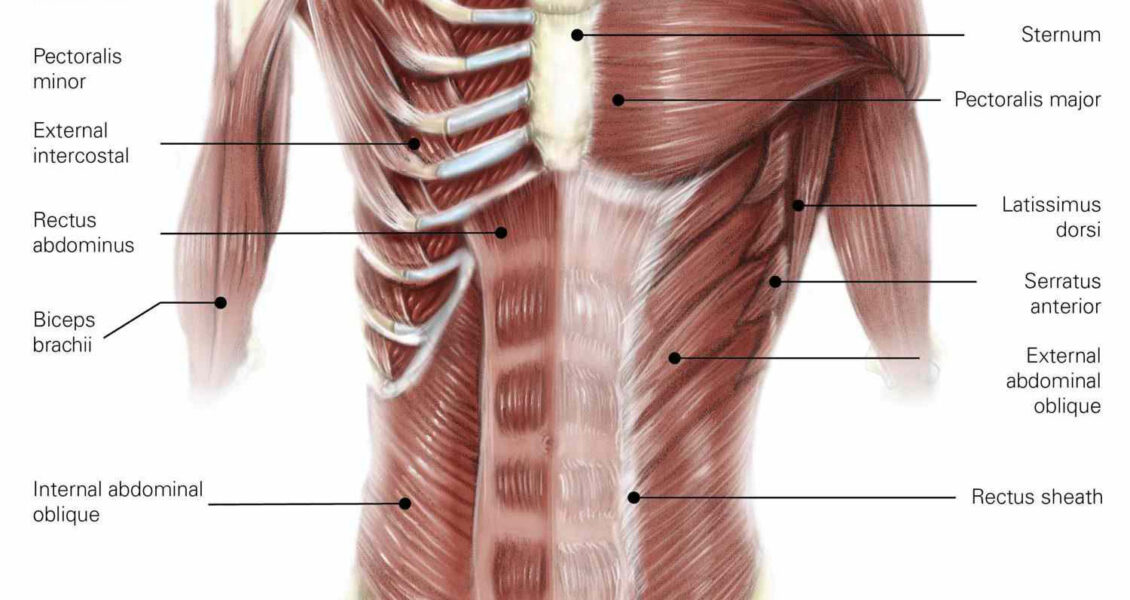 Core muscles labeled diagran