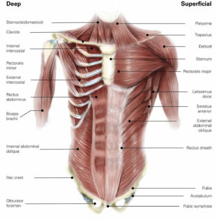 Core muscles labeled diagran