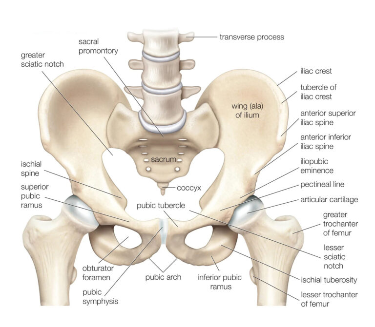 Pelvis labeled diagram