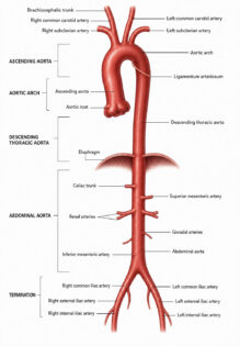 aorta labelled diagram