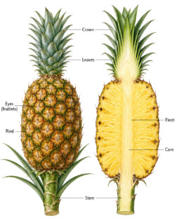 pineapple labelled diagram