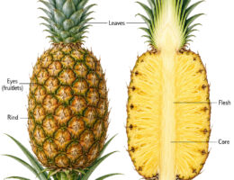pineapple labelled diagram