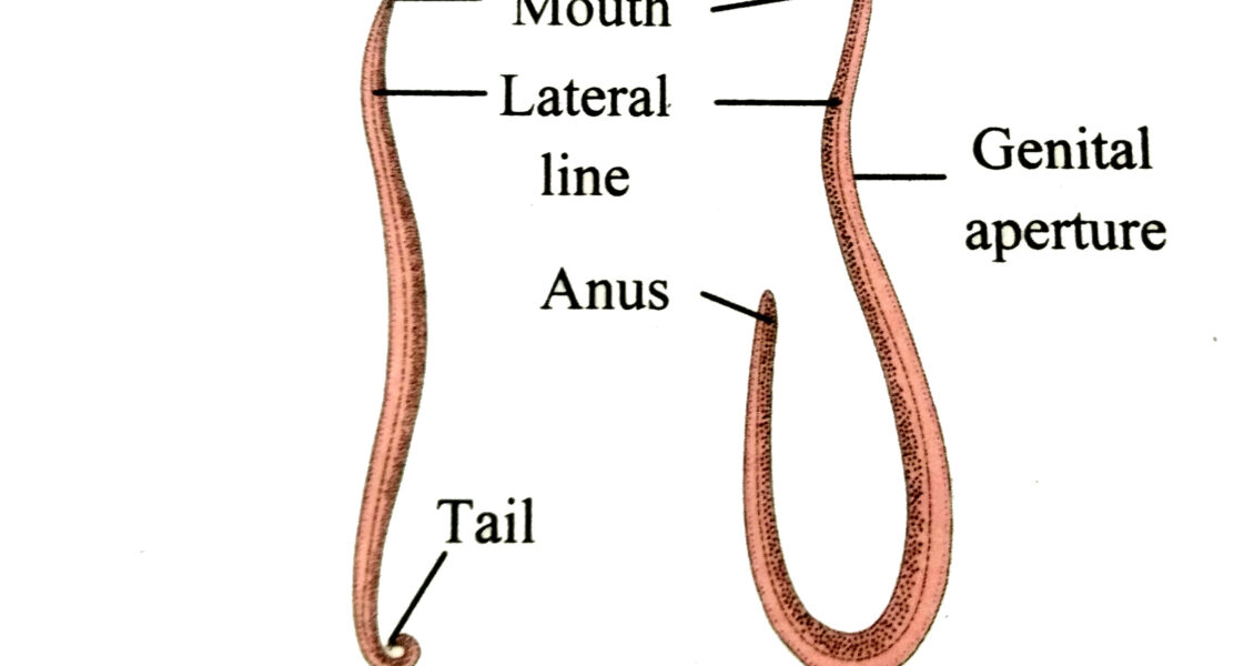 roundworm labeled diagram