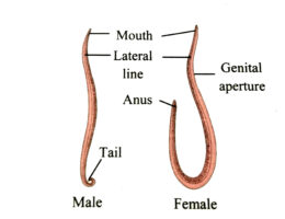 roundworm labeled diagram