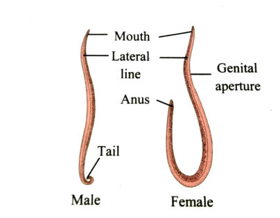 roundworm labeled diagram