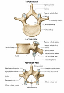 vertebrae labeled diagram