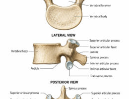vertebrae labeled diagram