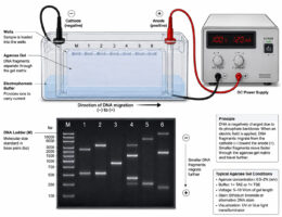 agarose gel electrophoresis labelled diagram