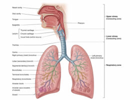 airway labelled diagram