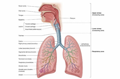 airway labelled diagram