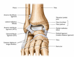 ankle joint labelled diagram