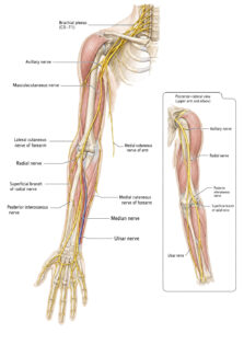 arm nerves labelled diagram