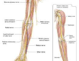 arm nerves labelled diagram