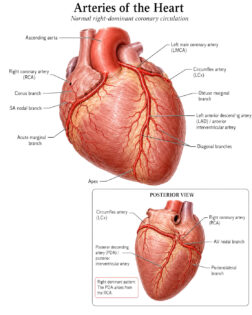 arteries of heart labelled diagram