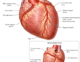arteries of heart labelled diagram