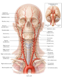 Arteries of the Head and Neck labelled diagram