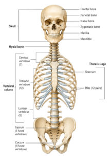 Axial Skeleton Bones labeled diagram