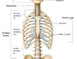 Axial Skeleton Bones labeled diagram