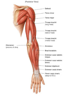 Back Arm Muscles labeled diagram