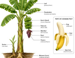 Banana Plant Parts labeled diagram